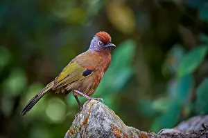 Beauty Prints: Malayan Laughingthrush, Trochalopteron peninsulae