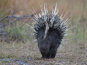 2021 Prints: Malayan Porcupine, Hystrix brachyura