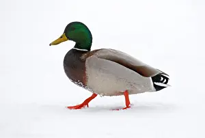 2015 Prints: Mallard, Anas platyrhynchos