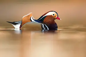 Images Dated 5th February 2020: Mandarin Duck, Aix galericulata