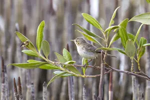 Oostelijke Prints: Mangrove Eastern Olivaceous Warbler, Oostelijke Vale Spotvogel, Iduna pallida alulensis