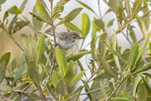 Oostelijke Prints: Mangrove Eastern Olivaceous Warbler, Oostelijke Vale Spotvogel, Iduna pallida alulensis