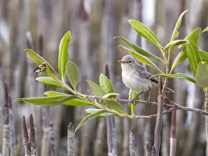 Oostelijke Prints: Mangrove Eastern Olivaceous Warbler, Oostelijke Vale Spotvogel, Iduna pallida alulensis