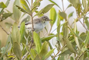 Oostelijke Prints: Mangrove Eastern Olivaceous Warbler, Oostelijke Vale Spotvogel, Iduna pallida alulensis