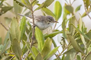 Oostelijke Prints: Mangrove Eastern Olivaceous Warbler, Oostelijke Vale Spotvogel, Iduna pallida alulensis