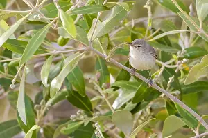 Oostelijke Prints: Mangrove Eastern Olivaceous Warbler, Oostelijke Vale Spotvogel, Iduna pallida alulensis