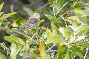 Oostelijke Prints: Mangrove Eastern Olivaceous Warbler, Oostelijke Vale Spotvogel, Iduna pallida alulensis