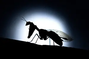 Avignon Prints: Mantispe commun (Mantispa styriaca)