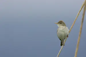 Images Dated 22nd May 2010: manual updated