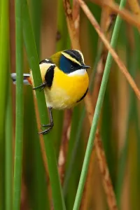 Images Dated 6th December 2009: Many-colored Rush Tyrant