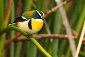 Images Dated 6th December 2009: Many-colored Rush Tyrant