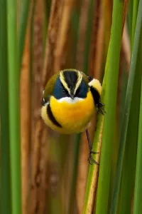 Images Dated 6th December 2009: Many-colored Rush Tyrant