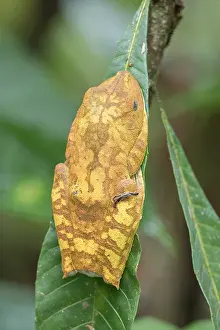 Amphibian Prints: Map Tree Frog (Boana geographica)