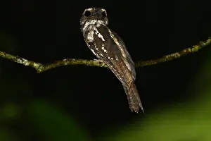 Frogmouth Prints: Marbled Frogmouth, Podargus ocellatus ocellatus