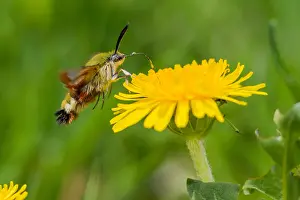 Broad Prints: Marco image of an Broad-bordered bee hawk-moth