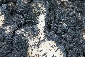 Images Dated 15th June 2019: Marco image of an insect