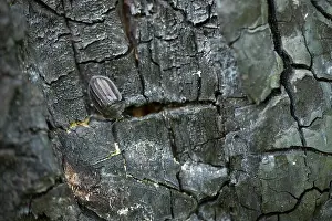 Images Dated 31st May 2019: Marco image of an insect
