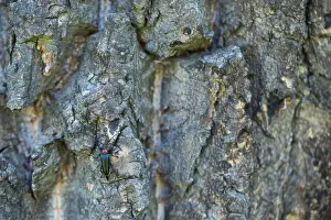 Images Dated 19th June 2019: Marco image of an insect