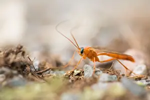 Images Dated 23rd September 2019: Marco image of an insect
