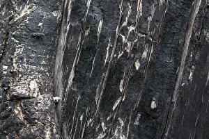 Images Dated 15th June 2019: Marco image of an insect