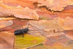 Images Dated 18th June 2019: Marco image of an insect