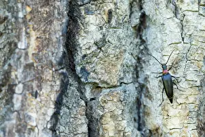 Images Dated 19th June 2019: Marco image of an insect