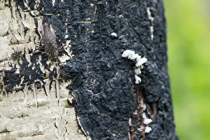 Images Dated 15th June 2019: Marco image of an insect