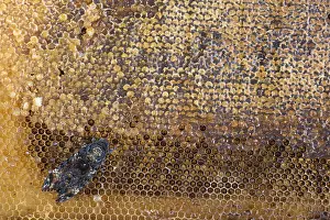 Images Dated 16th September 2017: Marco image of an insect