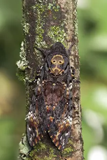 Images Dated 14th September 2017: Marco image of an insect