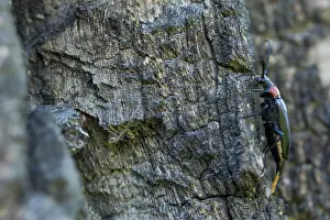 Images Dated 19th June 2019: Marco image of an insect