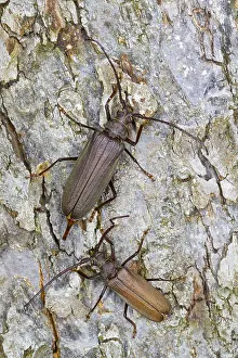 Images Dated 26th July 2013: Marco image of an insect
