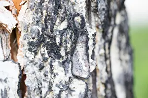 Images Dated 16th June 2019: Marco image of an insect
