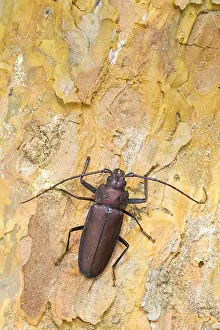 Images Dated 3rd August 2013: Marco image of an insect