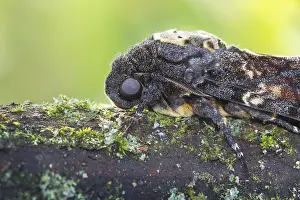 Images Dated 14th September 2017: Marco image of an insect
