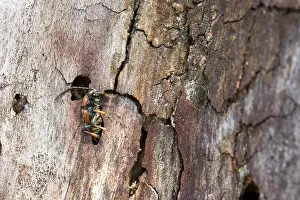 Images Dated 5th August 2019: Marco image of an insect
