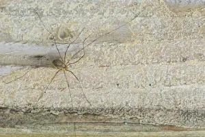 Images Dated 13th October 2019: Marco image of an insect