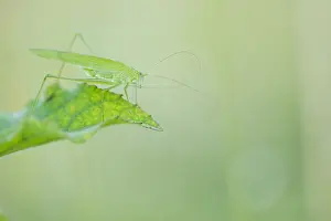Images Dated 23rd July 2019: Marco image of an insect