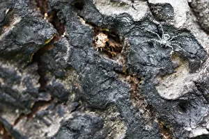Images Dated 15th June 2019: Marco image of an insect