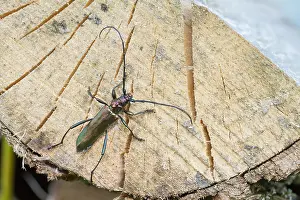 Images Dated 13th July 2013: Marco image of an insect
