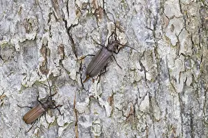 Images Dated 26th July 2013: Marco image of an insect
