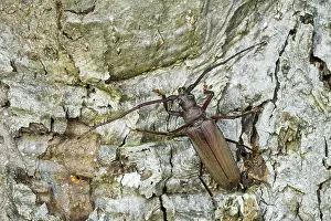 Images Dated 15th July 2013: Marco image of an insect