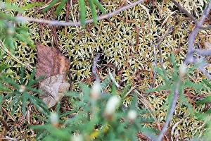 Images Dated 29th May 2017: Marco image of an insect