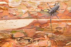 Images Dated 18th June 2019: Marco image of an insect