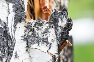 Images Dated 16th June 2019: Marco image of an insect