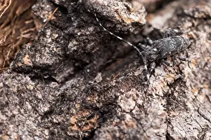 Images Dated 17th June 2019: Marco image of an insect