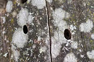 Images Dated 12th August 2013: Marco image of an insect