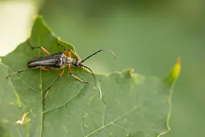 Images Dated 1st July 2019: Marco image of an insect