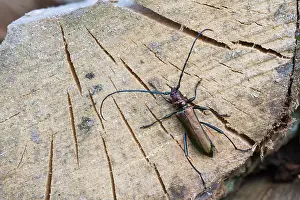Images Dated 13th July 2013: Marco image of an insect