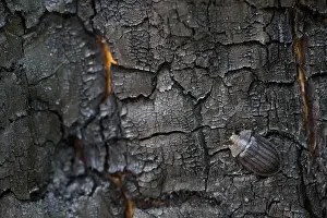 Images Dated 31st May 2019: Marco image of an insect