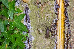 Images Dated 26th July 2013: Marco image of an insect